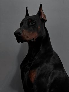 a black and brown dog sitting on top of a white floor next to a wall