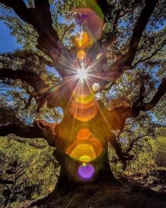 the sun shines brightly through an old tree