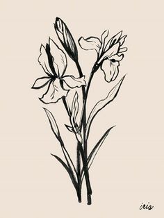 black and white drawing of flowers on a light colored background with the words iris written below