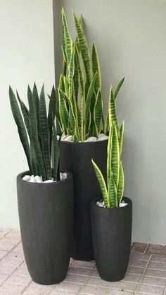 three large plants in black pots on the ground next to a wall and tiled floor