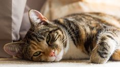 a cat laying on the floor next to pillows