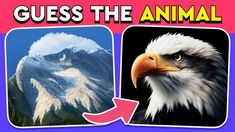 an eagle is shown with the words guess the animal on it's face and in front of a mountain