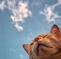 an orange cat is looking up into the sky with its eyes closed and it's head tilted to the side