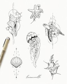 an ink drawing of sea animals and seashells