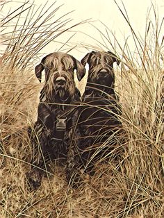 two black dogs are sitting in the tall grass