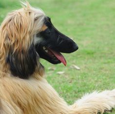 Healthy Afghan Hound Tibetan Terrier, Dog Gifs, Happy Dogs, Greyhound, Best Dogs, Dog Breeds, Dog Lovers