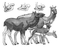 an animal family is depicted in this black and white drawing