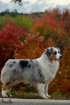 a dog standing on the side of a road in front of some bushes and trees