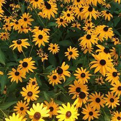 many yellow flowers with green leaves in the background