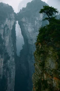 the mountains are covered in fog and mist, with trees growing out of one cliff