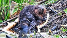 an animal that is standing in the water near some branches and grass on the ground