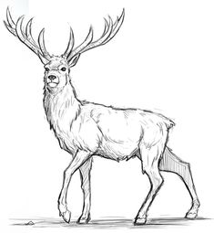 a drawing of a deer with large antlers on it's head and long horns