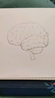 Diagram, drawing of brain. Pencil drawing. Science diagram. How To Draw A Human Brain, Easy Brain Sketch, Drawing Of The Brain, Aesthetic Brain Drawing, Brain Pencil Drawing, Brain Sketch Art, Realistic Brain Drawing, Easy Brain Drawing, Brain Sketch Simple