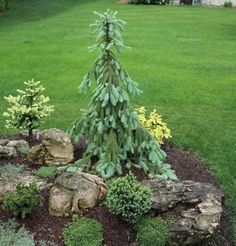 a small evergreen tree sitting in the middle of a garden