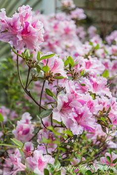 pink flowers are blooming in the garden