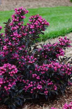 purple flowers are blooming in the garden