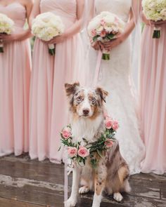 a dog sitting in front of a group of bridesmaid's holding bouquets