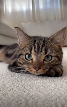 a cat laying on the floor with its eyes wide open and looking at the camera