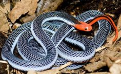 a blue and orange snake laying on the ground