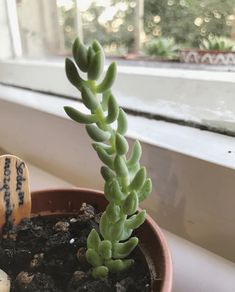 a potted plant sitting on top of a window sill next to a wooden spoon