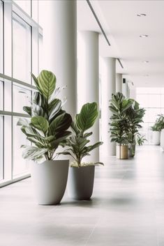 three potted plants sitting on the floor in front of large windows with white walls