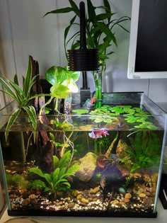 an aquarium with plants and rocks in it