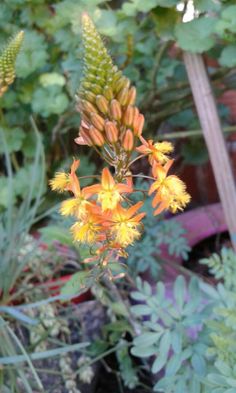 an orange flower in the middle of some plants