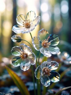 some flowers that are in the dirt near grass and trees with water droplets on them