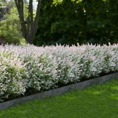 a long row of bushes in the middle of a grassy area with trees behind it