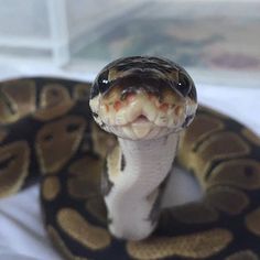 a close up of a snake with its mouth open