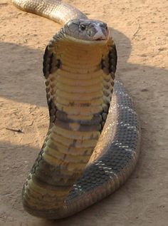 a snake with the number five on it's head and numbers in front of it