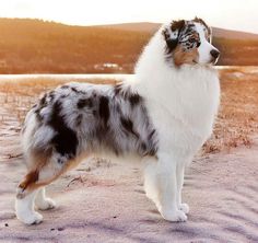 a dog standing on top of a sandy beach