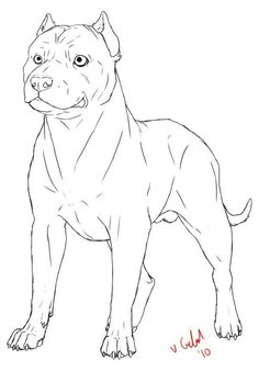 a drawing of a dog that is looking at the camera