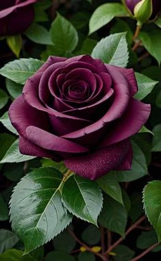 a purple rose with green leaves in the background