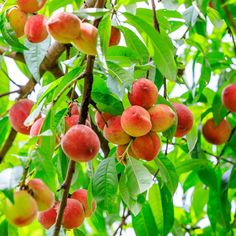 peaches are growing on the branches of a tree with green leaves and bright sunlight