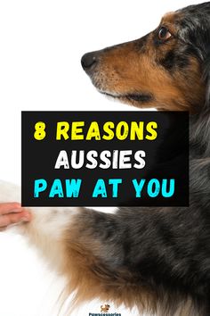 a dog with the words 8 reasons aussies paw at you