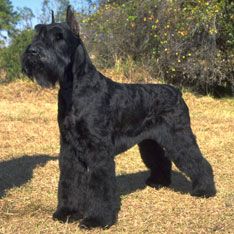 a black schnauzer standing on top of a dry grass covered field with trees in the background