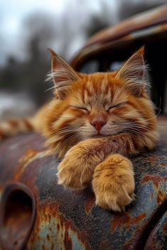 an orange and white cat sleeping on top of a rusted car