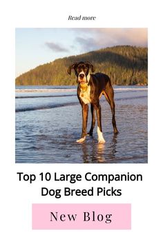 a dog standing on top of a beach next to the ocean with text reading top 10 large companion dog breed picks new blog