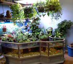 a fish tank filled with lots of different types of plants