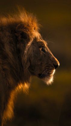 a close up of a lion's face in the dark