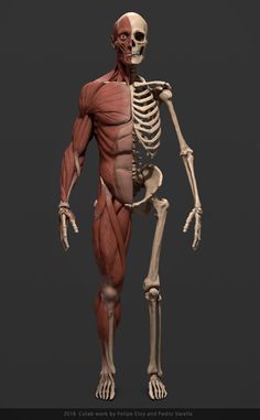 an image of a human skeleton in full body view, with muscles highlighted and arms extended