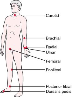 diagram of the human body with labels on each side and labeled parts labelled in red