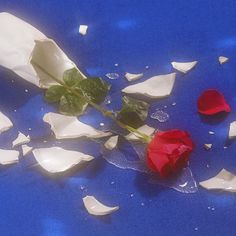 two red roses sitting on top of pieces of broken glass next to each other,