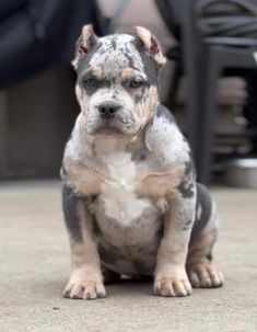 a dog sitting on the ground looking at the camera