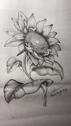 a pencil drawing of a sunflower with leaves on the bottom and petals in the middle