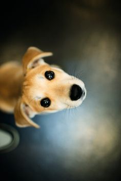 a brown dog looking up at the camera