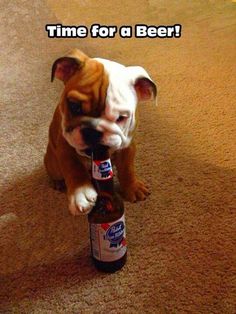 a dog holding a beer bottle in it's mouth with the caption time for a beer