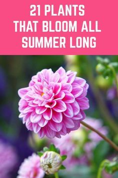 pink flowers with text overlay that reads, 21 plants that bloom all summer long