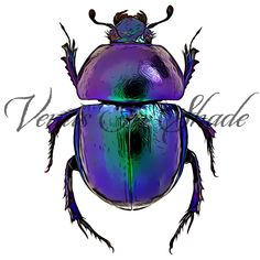 the beetle is purple and green with black spots